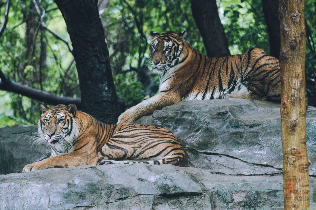 Tigers on the Prowl: India’s Conservation Efforts Bear Fruit