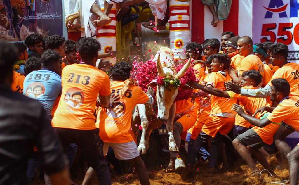 Bull Loose in Maharashtra: 6 Injured in Shocking Crowd Chaos
