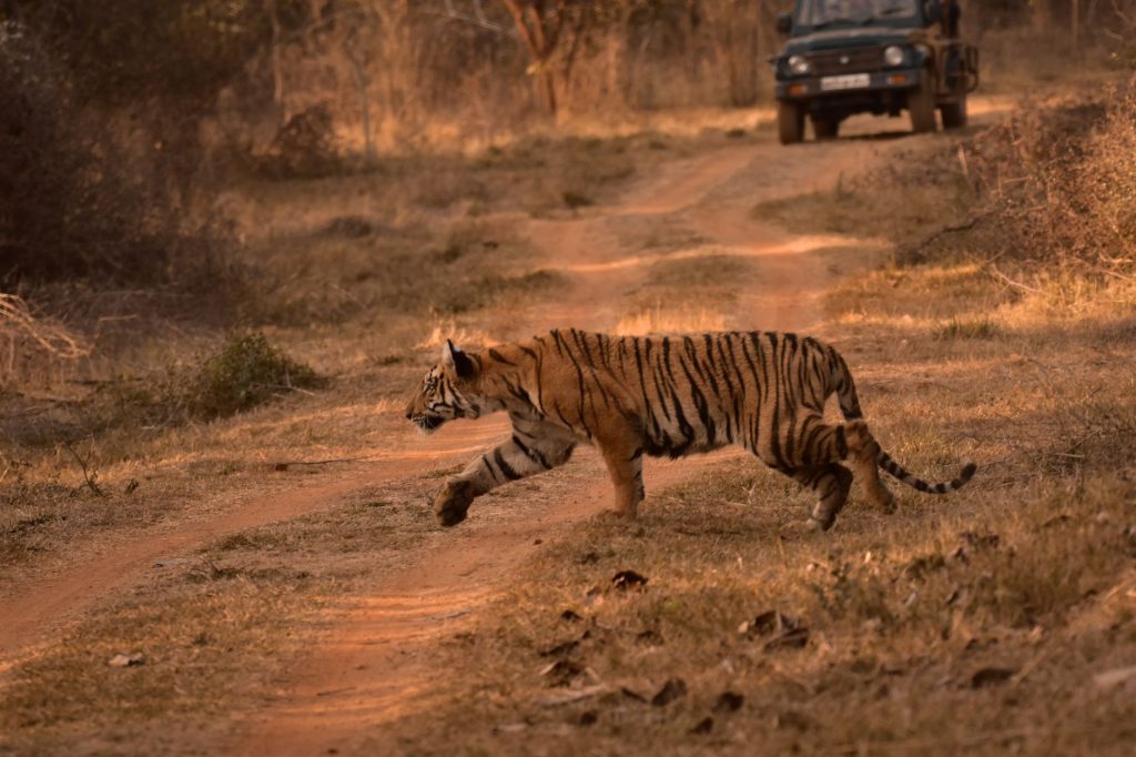 India Leads Global Tiger Conservation; World Marks International Tiger Day 2026