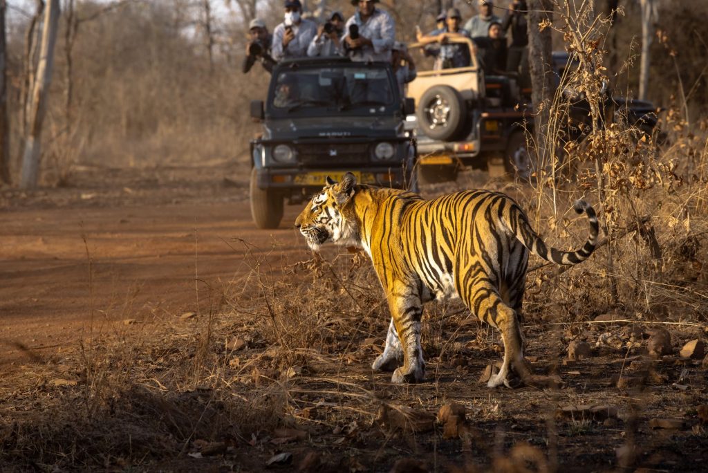 India Hosts a Staggering 70% of the World's Tigers