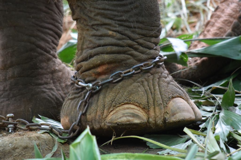 Animal Cruelty Arrests