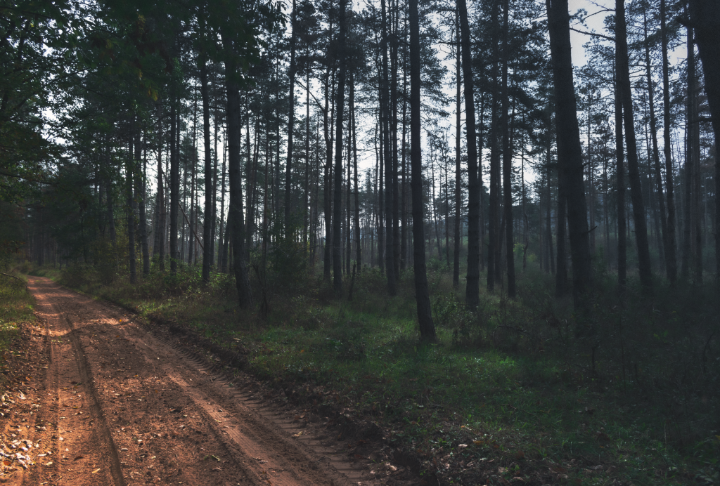Forest Robbery and Rape Attempt Leaves Couple Traumatized