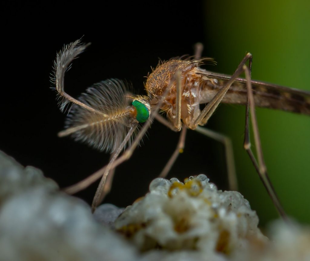 Monsoon Alert: Centre Ups Dengue Surveillance to Prevent Outbreaks