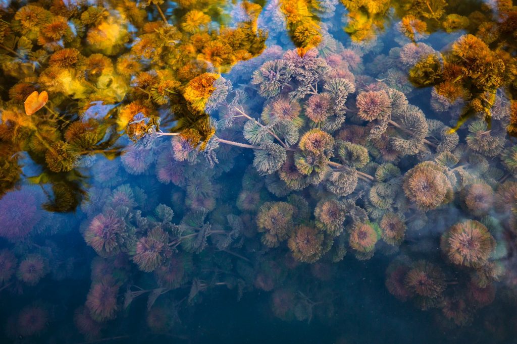 War Zones Could Boost Invasive Species Spread