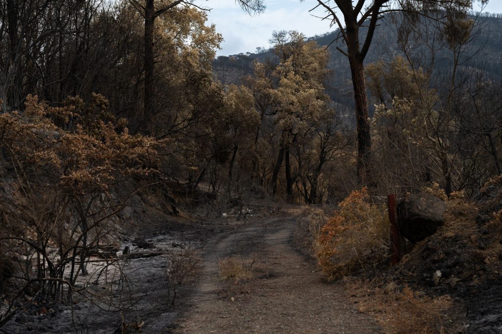 Athens Scorched: Greece Battles Europe’s Worst Wildfires