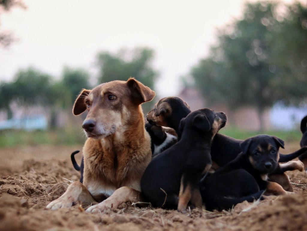 Dog Meets Mom After Years: Viral Video Delights!