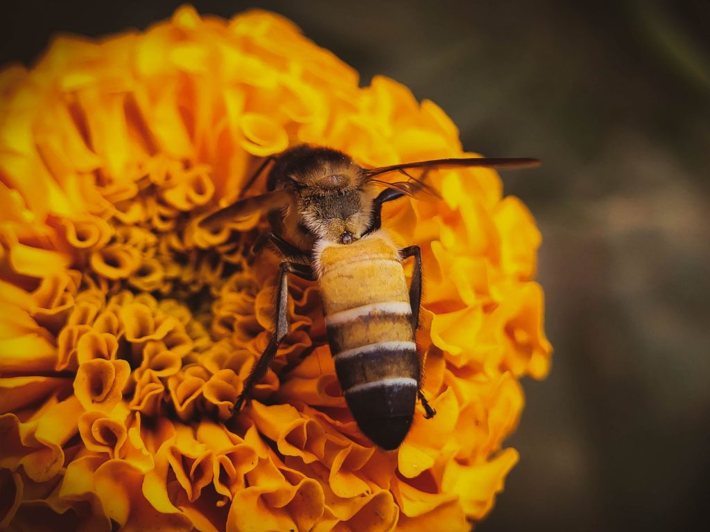 Bee Doctors: A Buzzing New Field in India