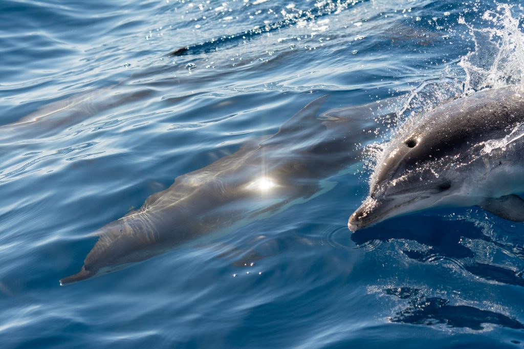 Dolphin’s Heart-Wrenching Journey Through Indian Ocean
