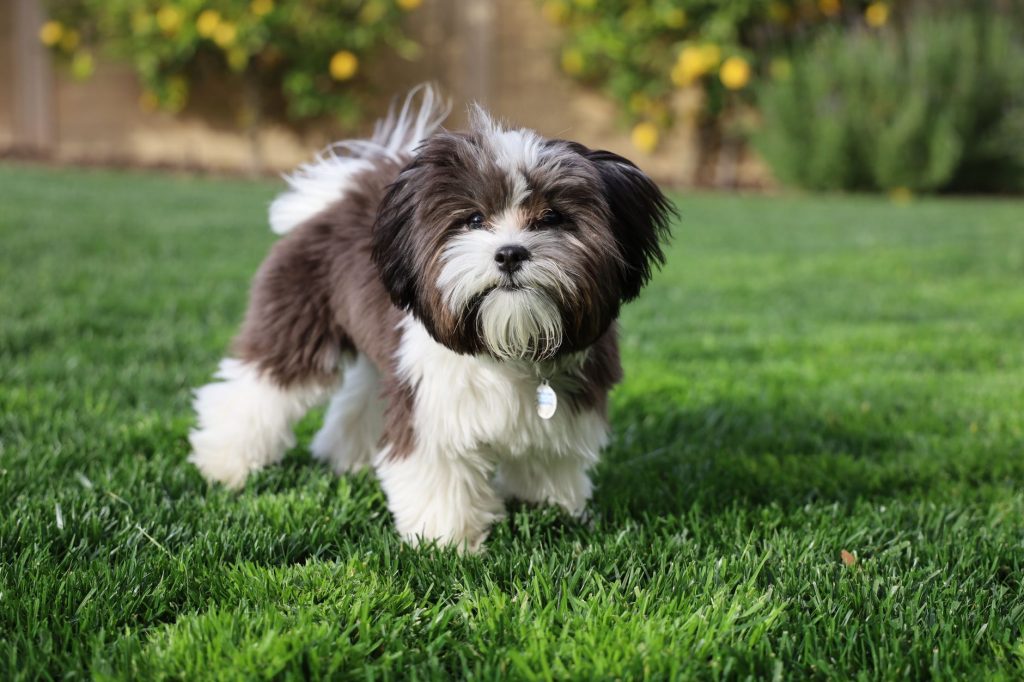 Allergy-Free Puppies: A Dream Come True?