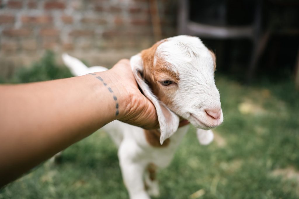 Rahul Gandhi Spreads Love and Compassion for Animals