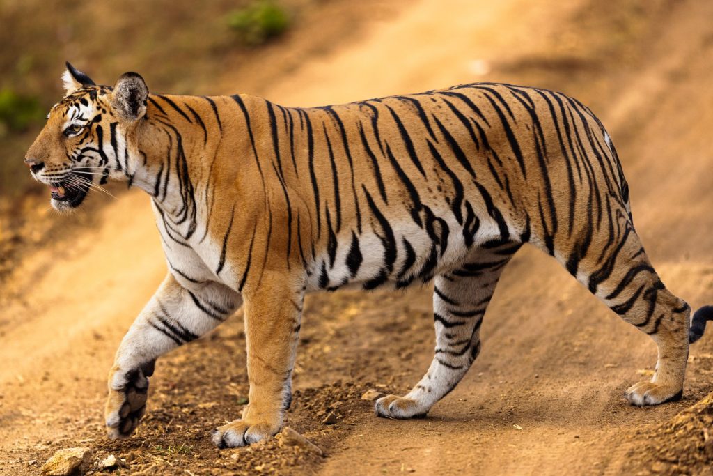 Scientists Unveil New Tool to Track India’s Majestic Tigers