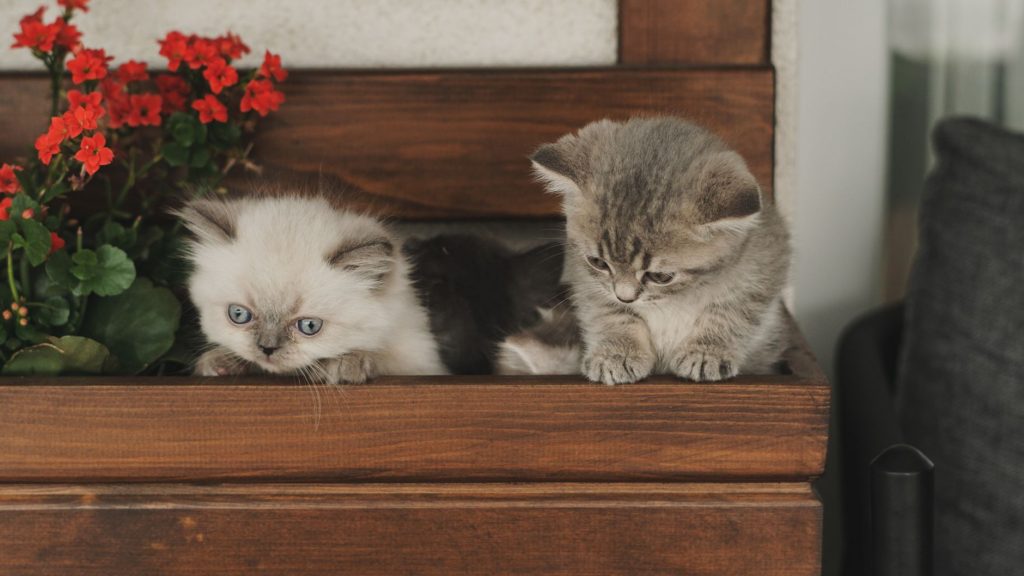 Is Your Cat India’s Favourite Breed?