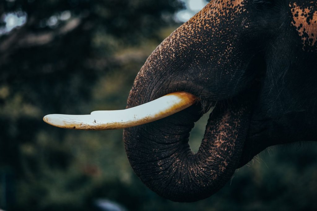 Elephant Tusk Grabber Arrested
