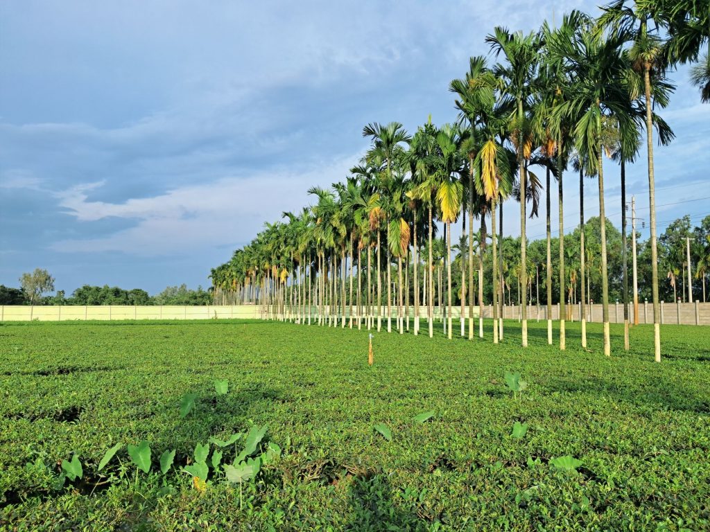Central Bank of India Goes Green on Founder's Day