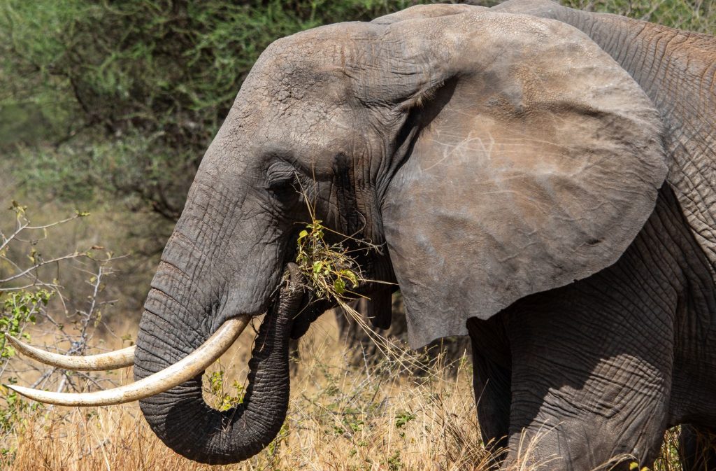 Viral Video Shocker: Man Arrested for Touching India’s Majestic Wild Elephant