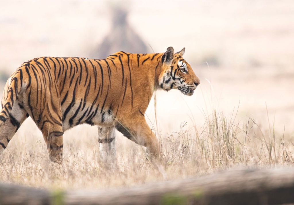 Madhya Pradesh Mourns Tragic Toll: 50 Humans, 45 Tigers Fall in 8 Months