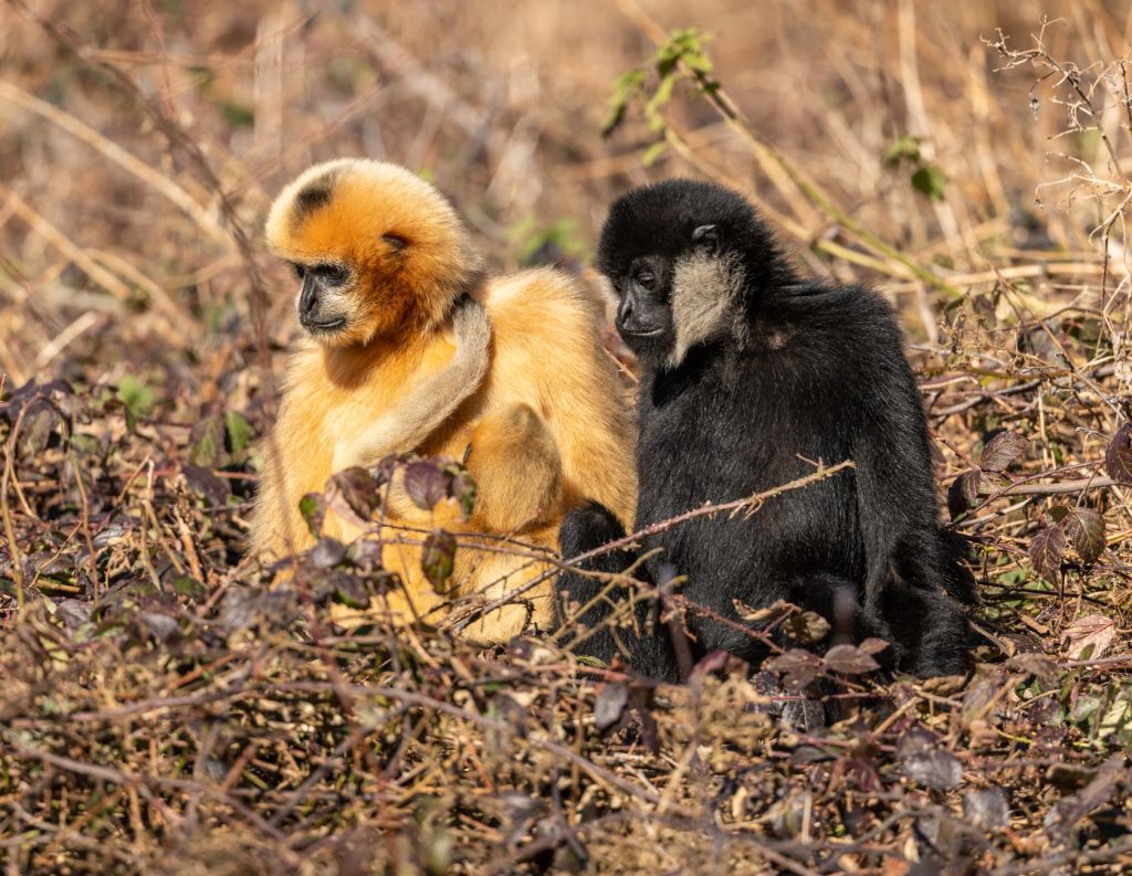 Viral Gibbon Video Sparks Row, Vikram in the Firing Line
