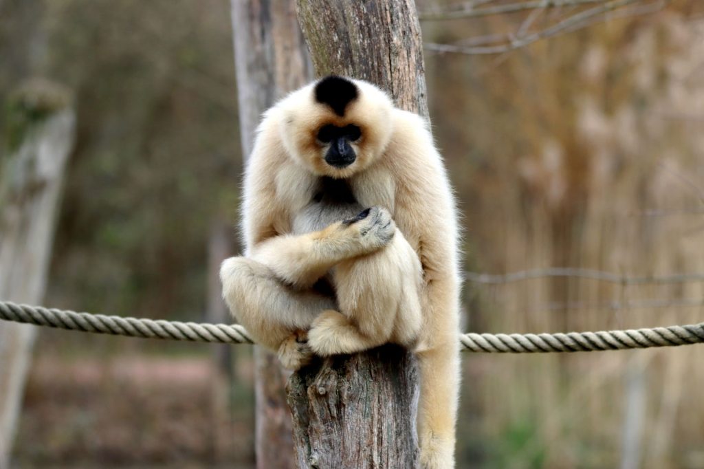 Viral Video of Chiyaan Vikram's Pet Gibbon Reveals Surprising Truth