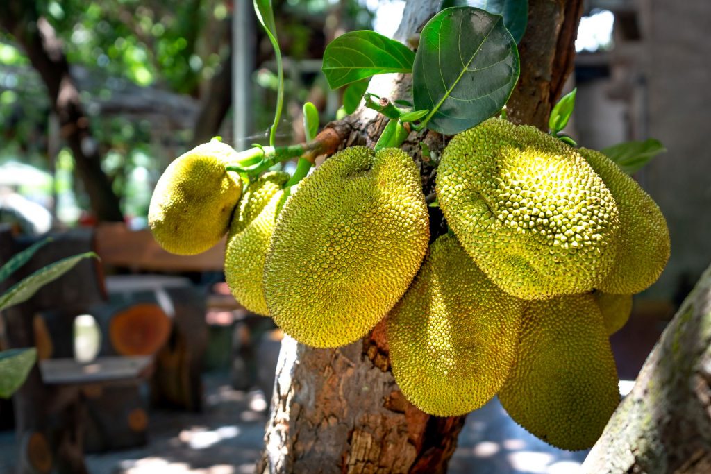 Jackfruit King’s Rise: Modi’s Nod Sparks Viral Fame