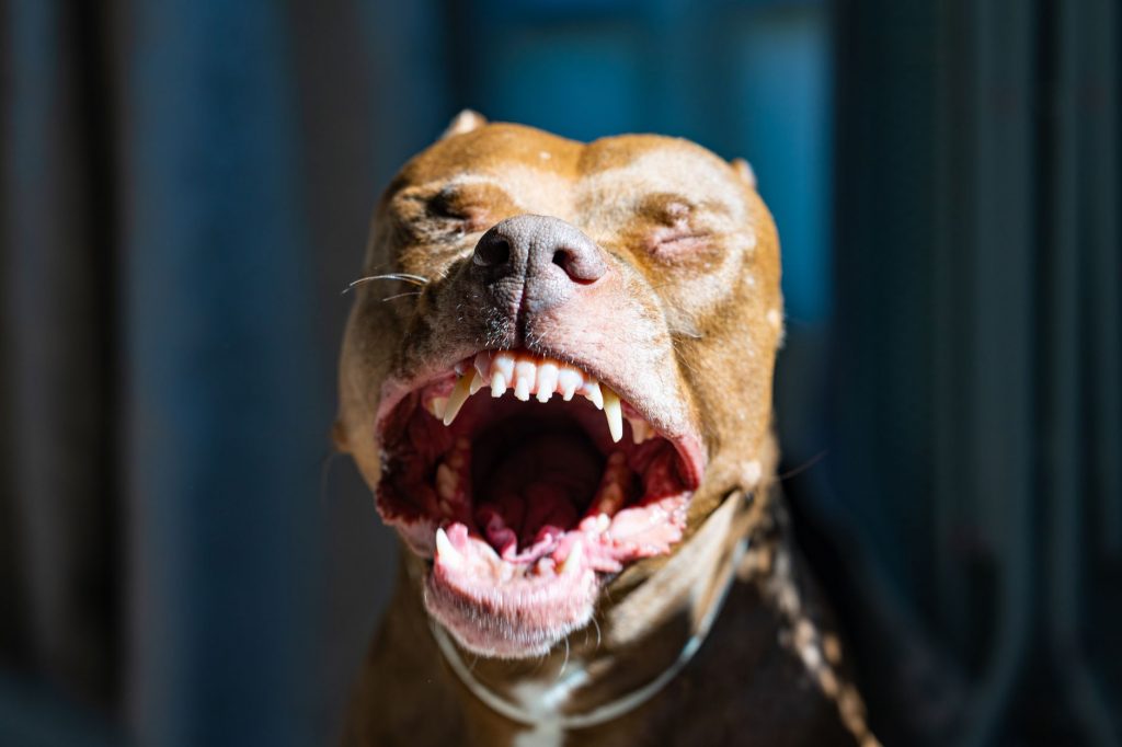 Punjab Couple Bitten by Pitbull: A Harrowing Experience