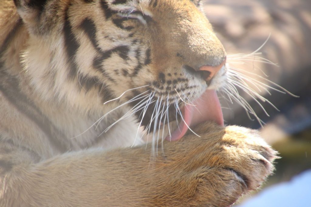Tiger Selfie Scare: Tourists Risk All for Pics