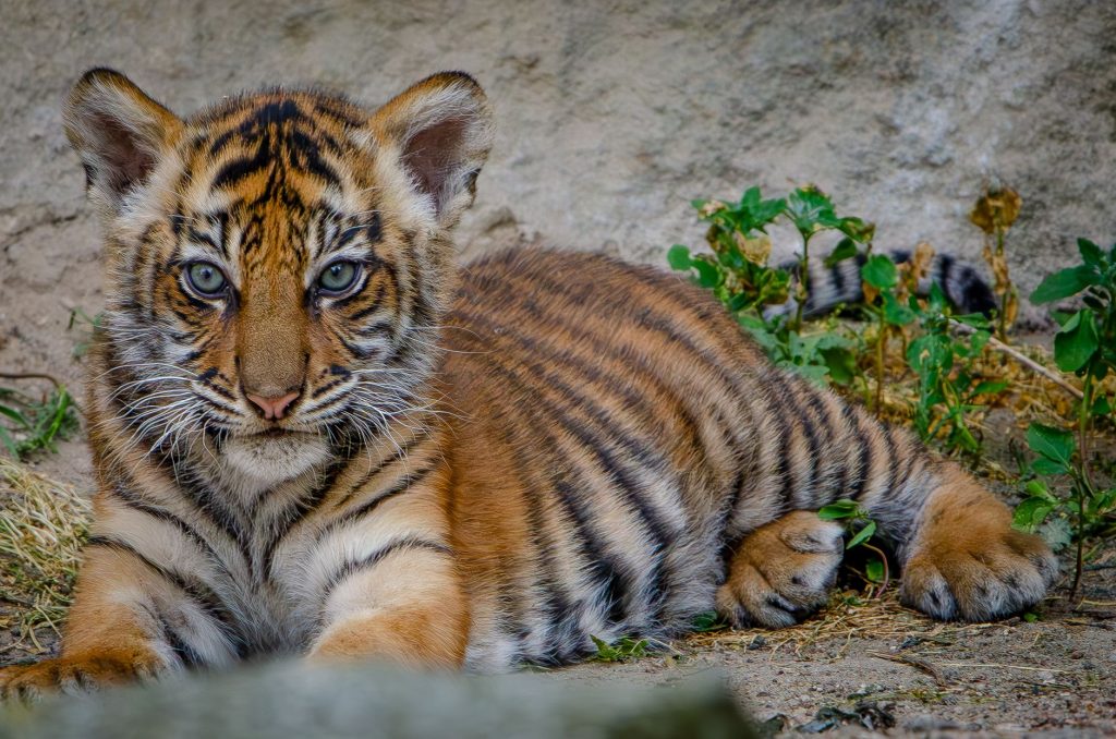 Tiger Selfie Scare: Are We Too Close for Comfort?