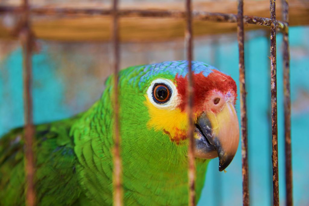 Exotic Pet Trade Booming, Law Lags Behind