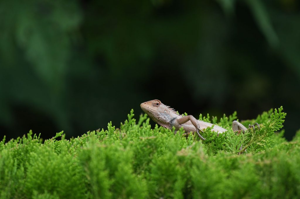 World Lizard Day: Why Celebrate These Scaly Friends?