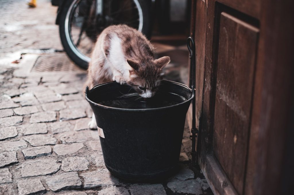 The Best Cat Water Fountains for Healthy Furry Friends in 2026