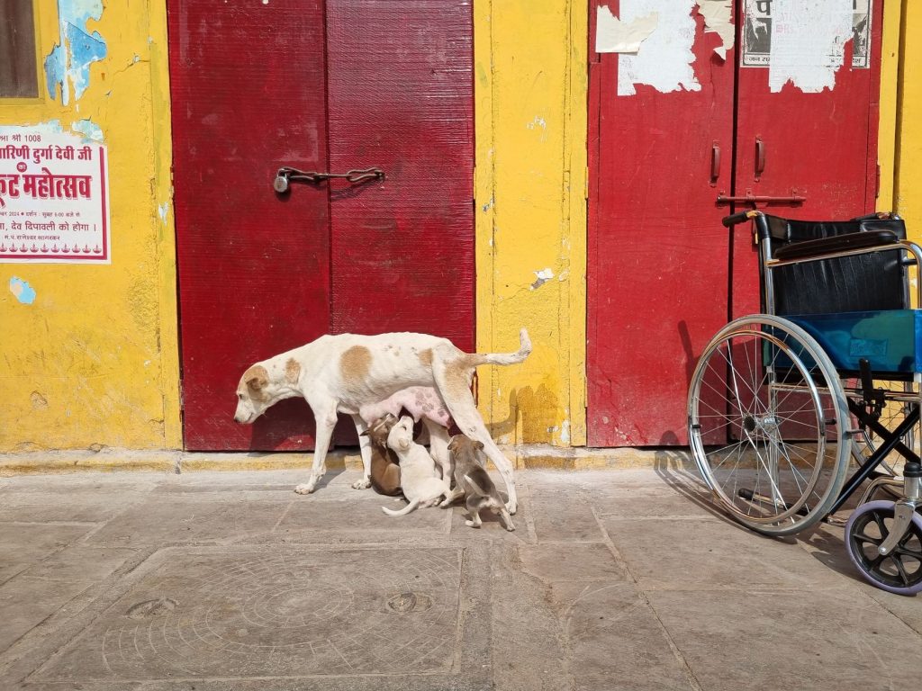 Surat Hospital Faces Criticism Over Stray Dogs Near Gynaecology Ward