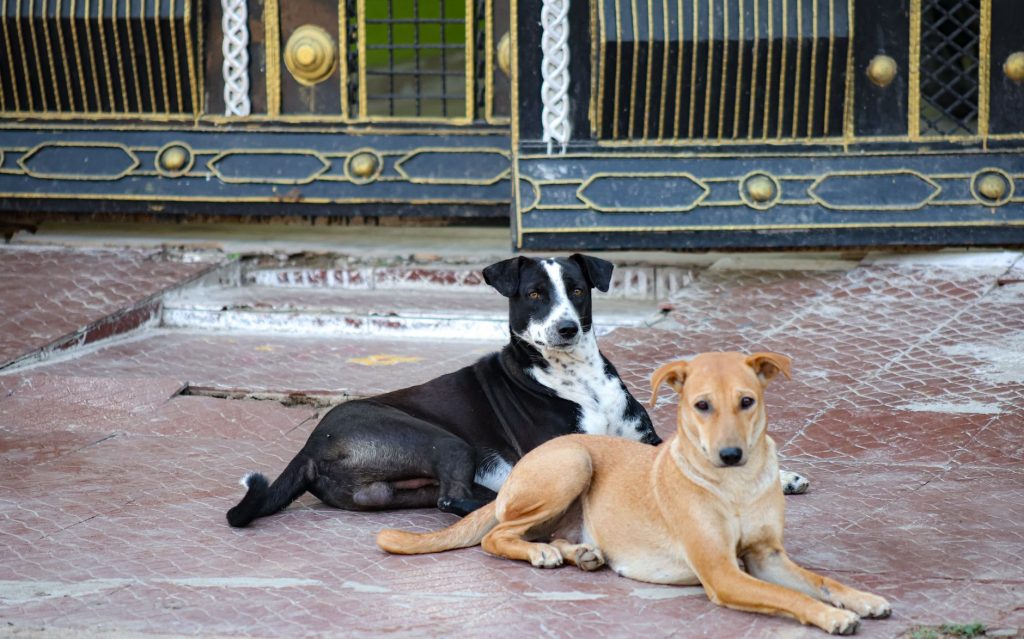 Stray Dogs Found Near Gynaecology Ward of Surat Hospital: What’s Behind the Alarming Incident?
