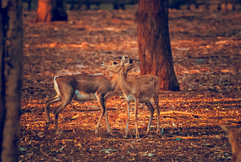 Karnataka Forest Shootout: Who Were the Victims?