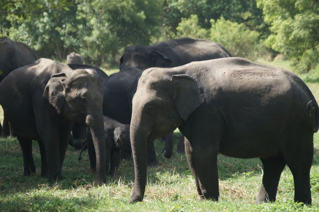 Supreme Court: Elephants' Paths Paramount