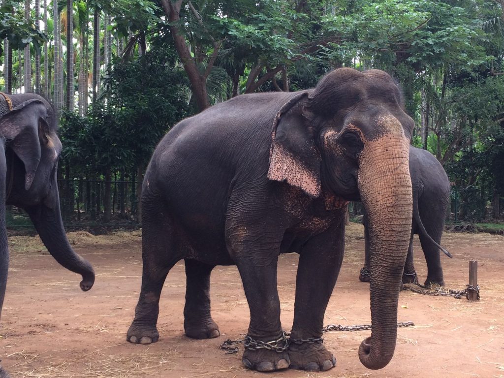 Elephants Get Their Own Health Clinics!