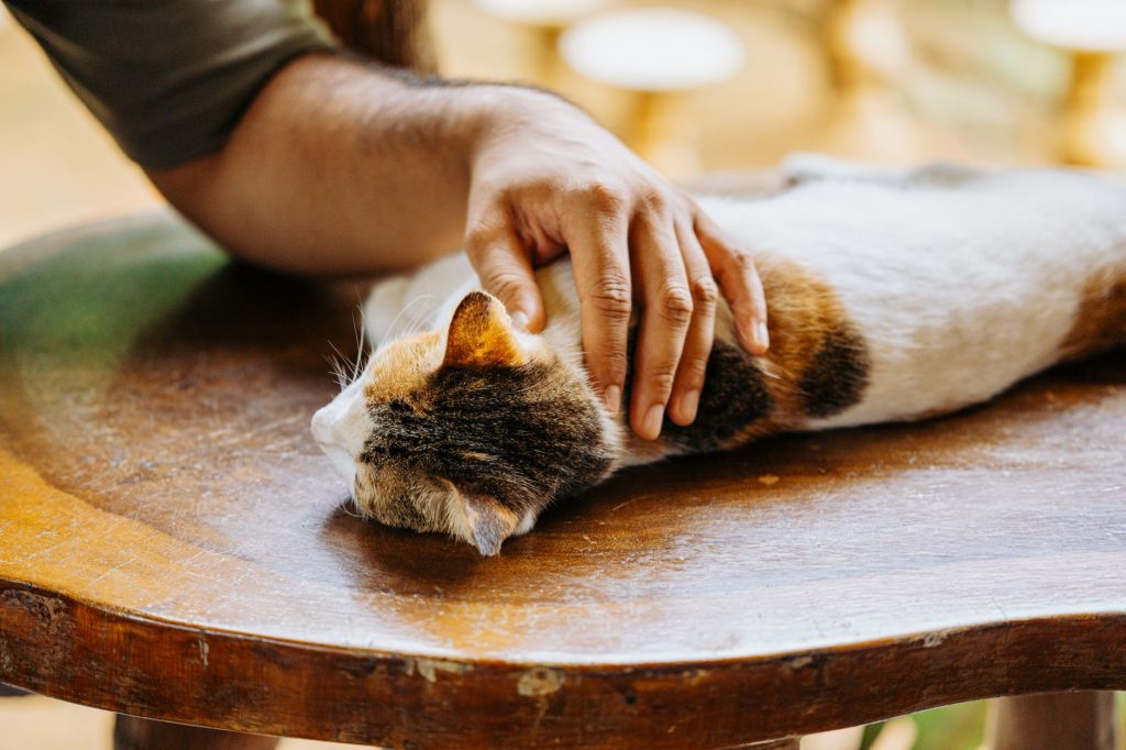 New Era for Pet Parents & Farm Friends!