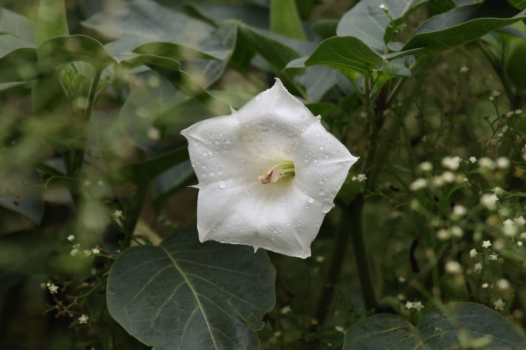 Online Grocers’ Licenses Suspended Over Poisonous Seeds