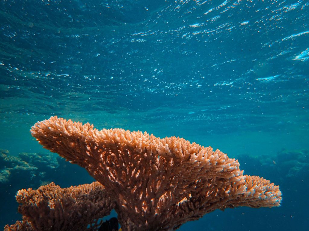 Coral Reefs: Will They Survive the Heat?
