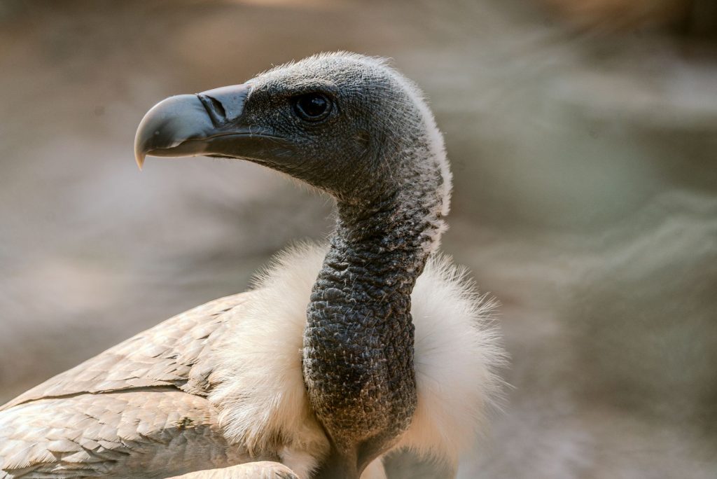 Vultures Roosting Again: India’s Winged Wonders Return!