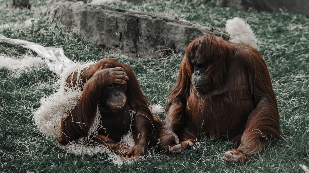 Orangutans in Odisha? How did they get there?