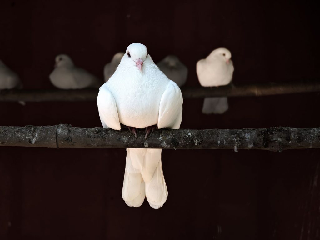 Lonesome Dove Rides Again on Netflix!