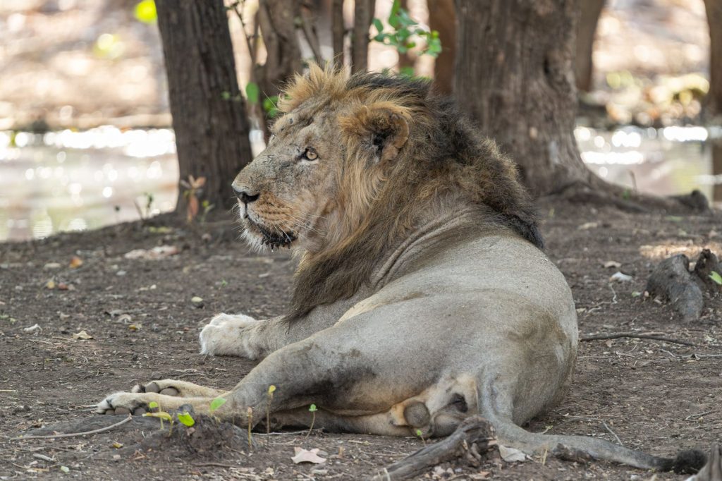 Lion Attack or Clever Stunt? Actor Kiran Raj Speaks Out