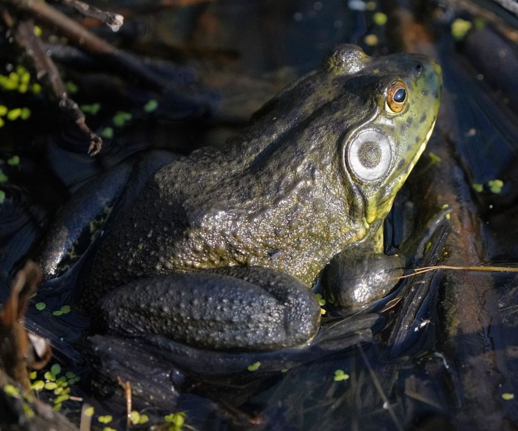 California Frog Collection Gets a New Pad