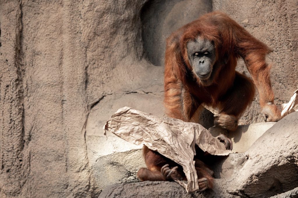 Odisha Orangutans: India Investigates, Indonesia Plans Return