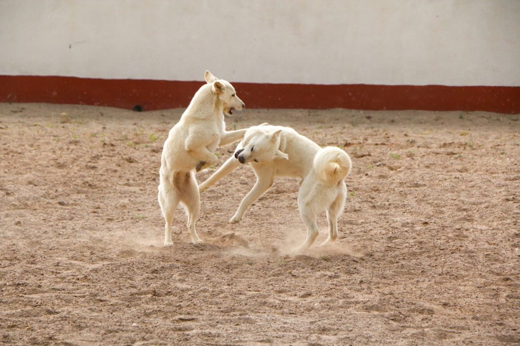 Ghaziabad Dog-Lift Brawl: Stick Attack Caught on Camera!