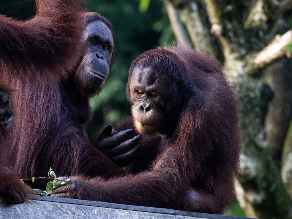 Orangutan Trafficking: India’s Shocking Connection
