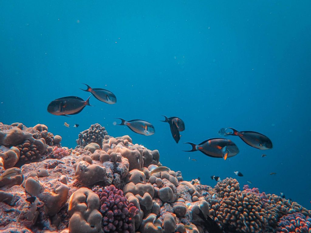 Indian Underwater Drones Impress Global Leaders