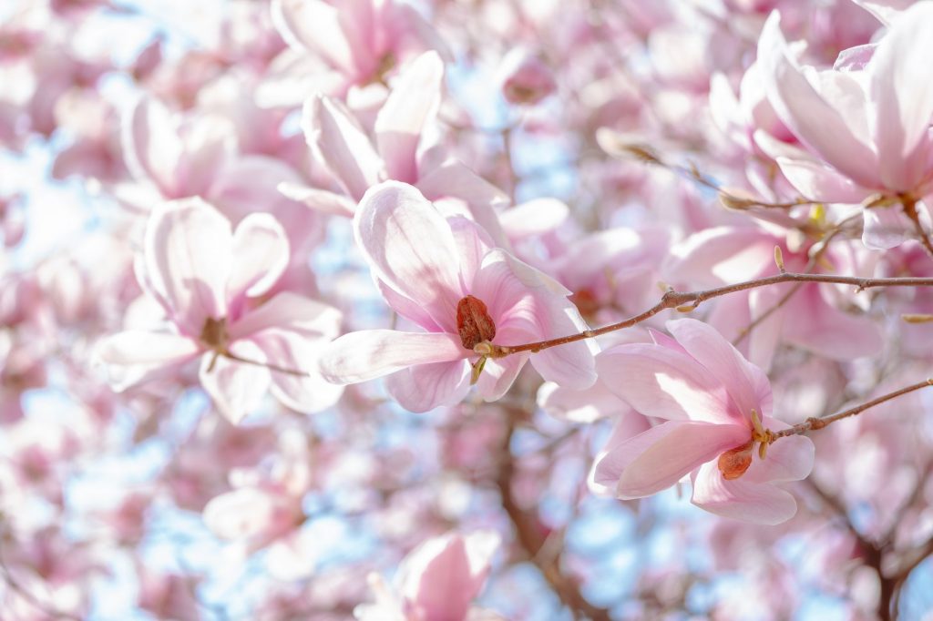 Sweet Magnolias Ends: Creator’s Emotional Goodbye