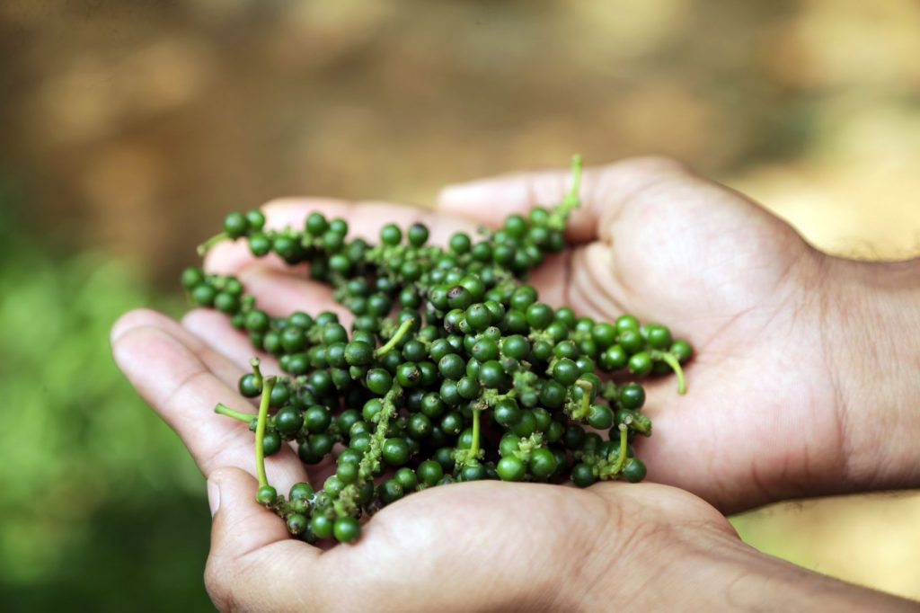 Mirch Masala: The Tiny Spice That Ruled Empires!