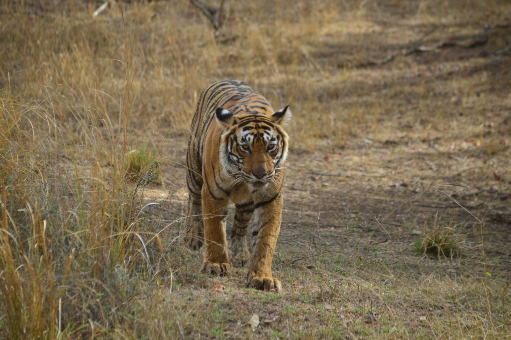 Ranthambore Tiger Traffic Jam Goes Viral