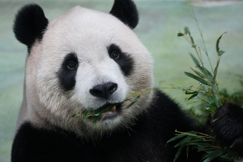 Pandas Returning to US: What’s the Big Deal?